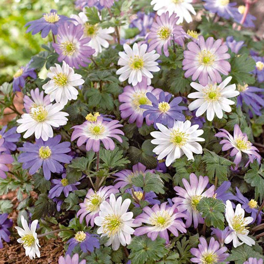 Bloomique Mix van 50 Anemone Blanda Oosterse Anemoon Mix van Kleuren Bloembollen Voorjaarsbloeiend Meerjarige Planten Groeit tot 10-15 cm