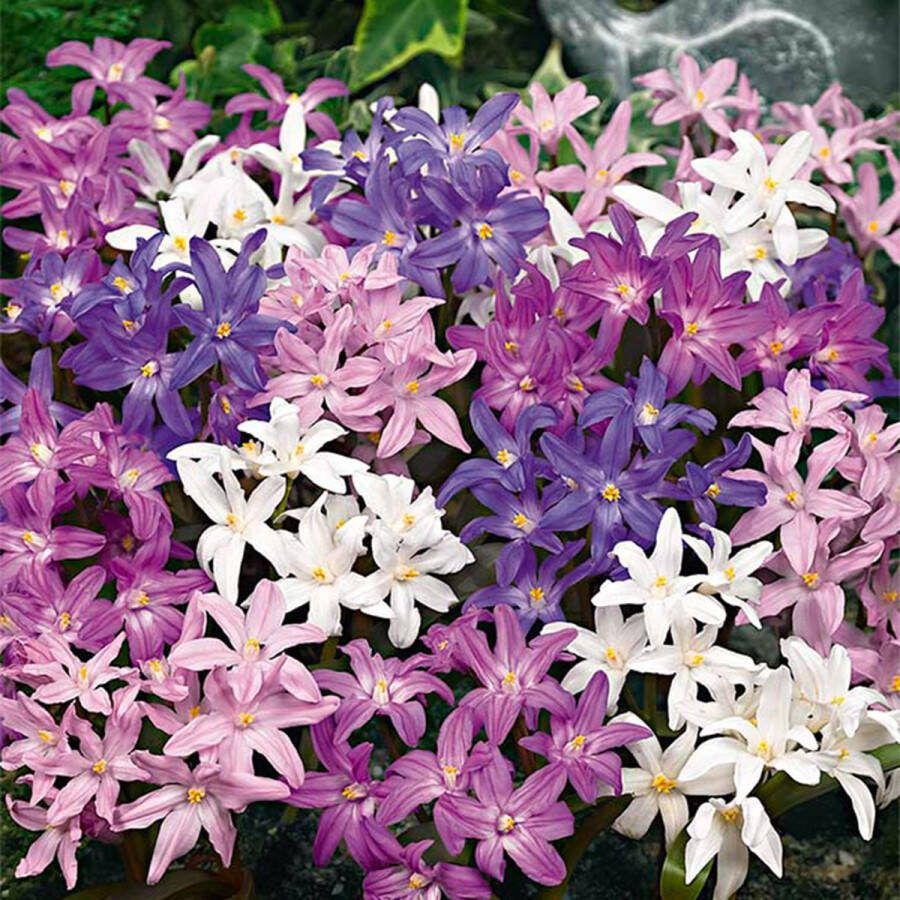 Bloomique Mix van 50 Chionodoxa Forbesii Grote Sneeuwbloem Blauw Wit Paars Bloembollen Voorjaarsbloeiend Meerjarige Planten Groeit tot 10-15 cm