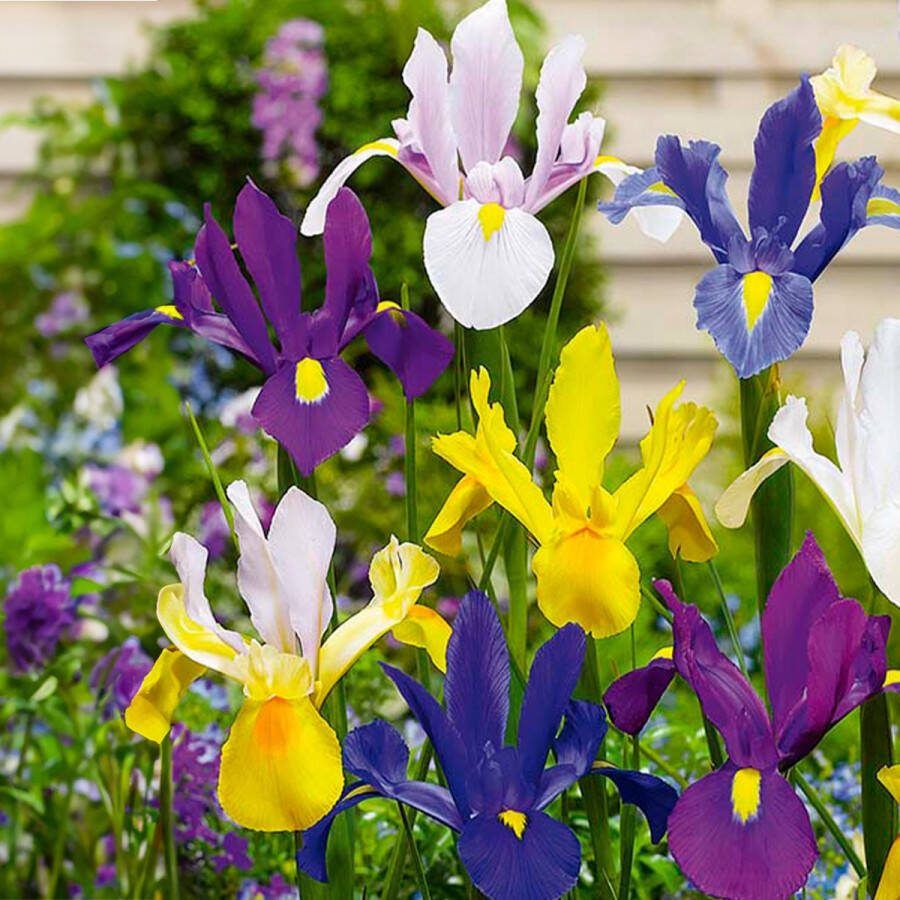 Bloomique Mix van 50 Iris Hollandica Hollandse Iris Mix van Kleuren Bloembollen Voorjaarsbloeiend Meerjarige Planten Groeit tot 50-60 cm