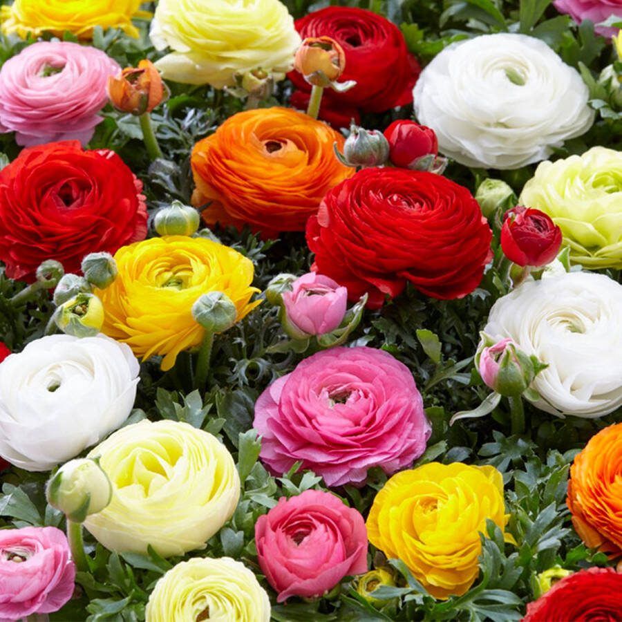 Bloomique Mix van 50 Ranunculus Ranonkel Boterbloem Mix van Kleuren Bloembollen Voorjaarsbloeiend Meerjarige Planten Groeit tot 30-40 cm