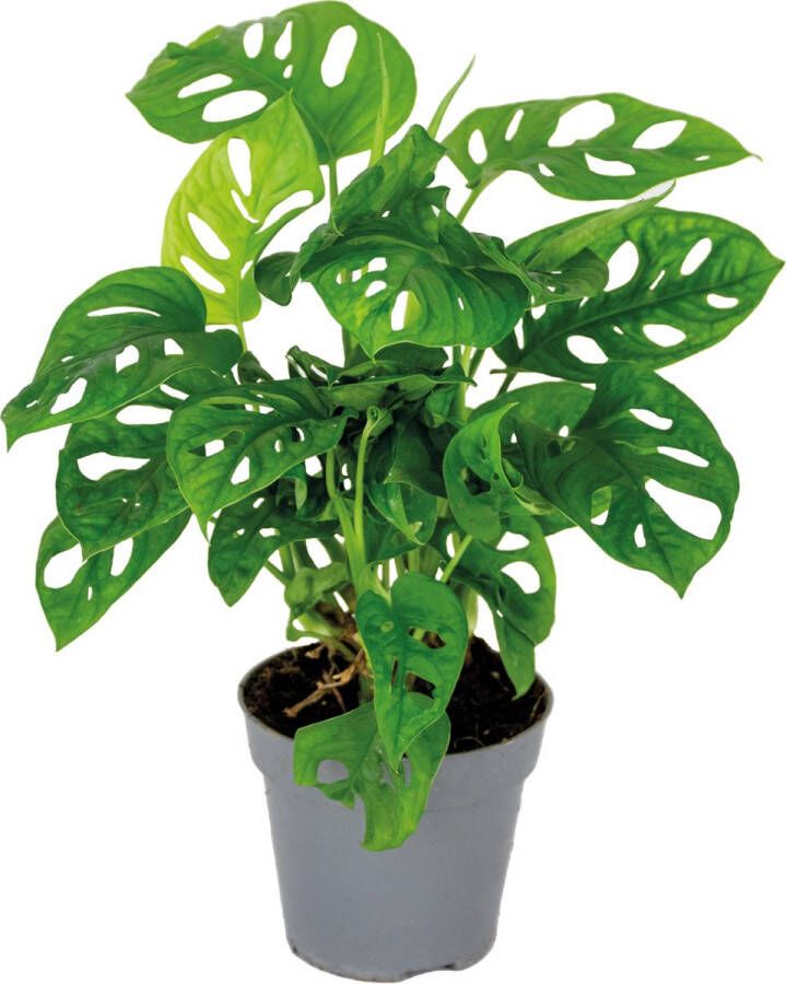 Bloomique Monstera adansonii 'Monkey Leaf' Gatenplant Kamerplant Luchtzuiverende plant voor binnen ⌀12 cm 20-25 cm