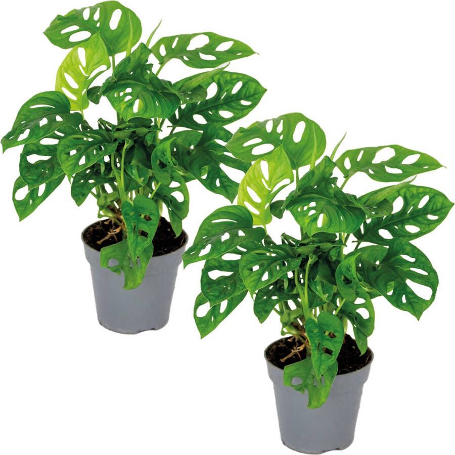 Bloomique Monstera adansonii 'Monkey Leaf' Gatenplant Set van 2 Kamerplant Luchtzuiverende plant voor binnen ⌀12 cm 20-25 cm