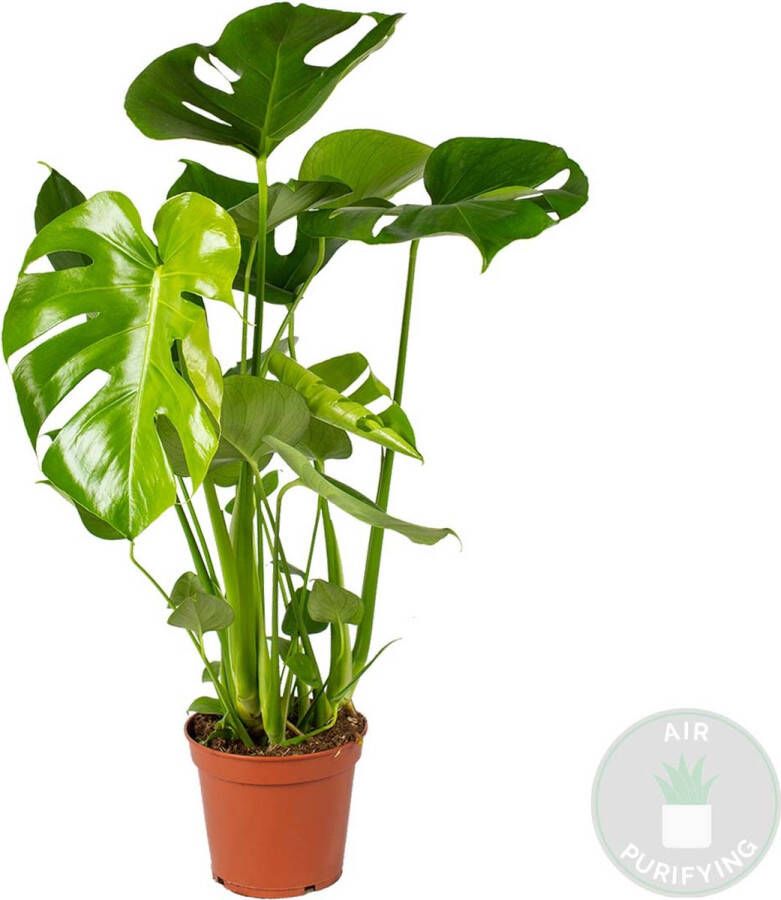 Bloomique Gatenplant | Monstera 'Deliciosa' per stuk Kamerplant in kwekerspot ⌀17 cm ↕60-70 cm