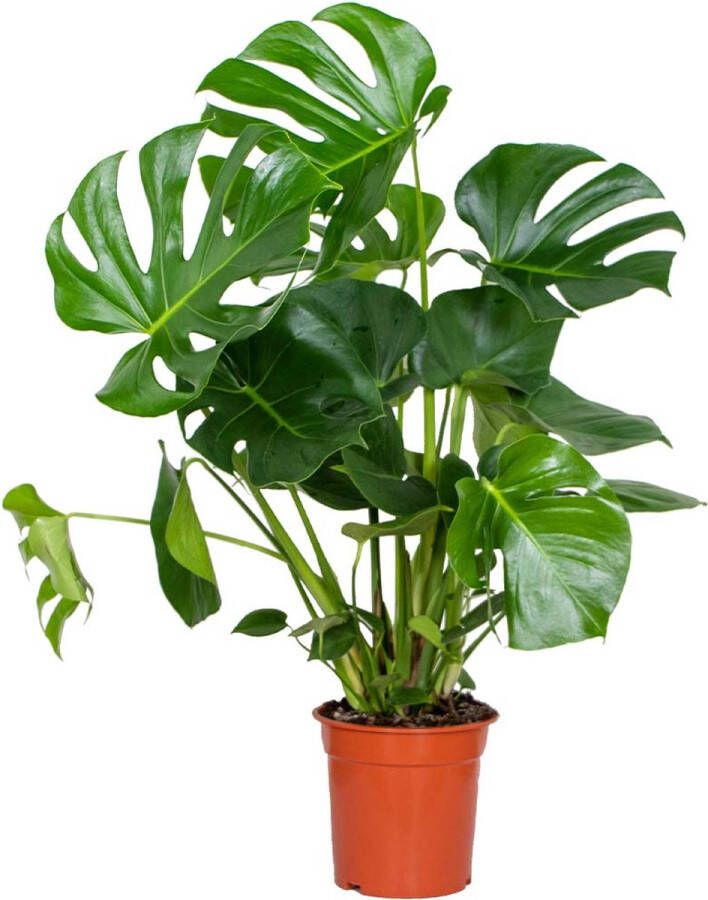 Bloomique Monstera Deliciosa Gatenplant Kamerplant Luchtzuiverende plant voor binnen ⌀21 cm 70-80 cm