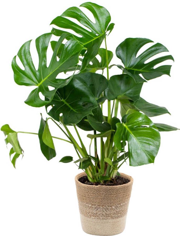 Bloomique Monstera Deliciosa Incl. Jute Mand Gatenplant Kamerplant Luchtzuiverende plant voor binnen ⌀21 cm 70-80 cm