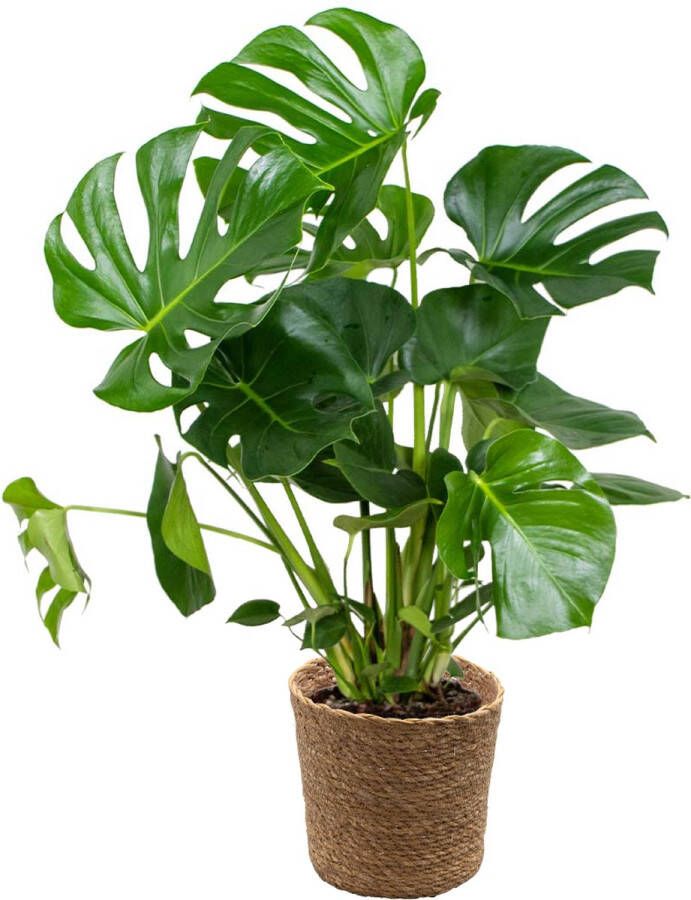 Bloomique Monstera Deliciosa Incl. Zeegras Mand Gatenplant Kamerplant Luchtzuiverende plant voor binnen ⌀21 cm 70-80 cm