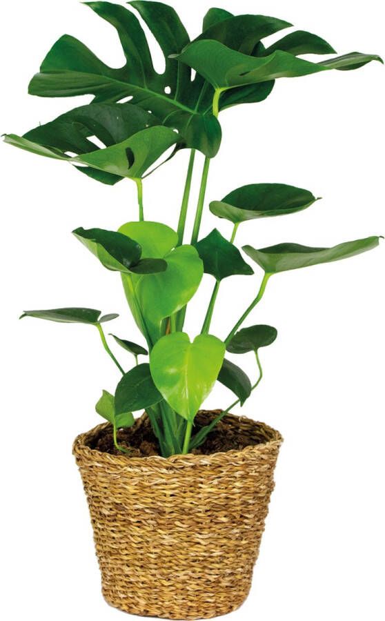 Bloomique Monstera Deliciosa Incl. Zeegras Mand Gatenplant Kamerplant Luchtzuiverende plant voor binnen ⌀21 cm 70-80 cm