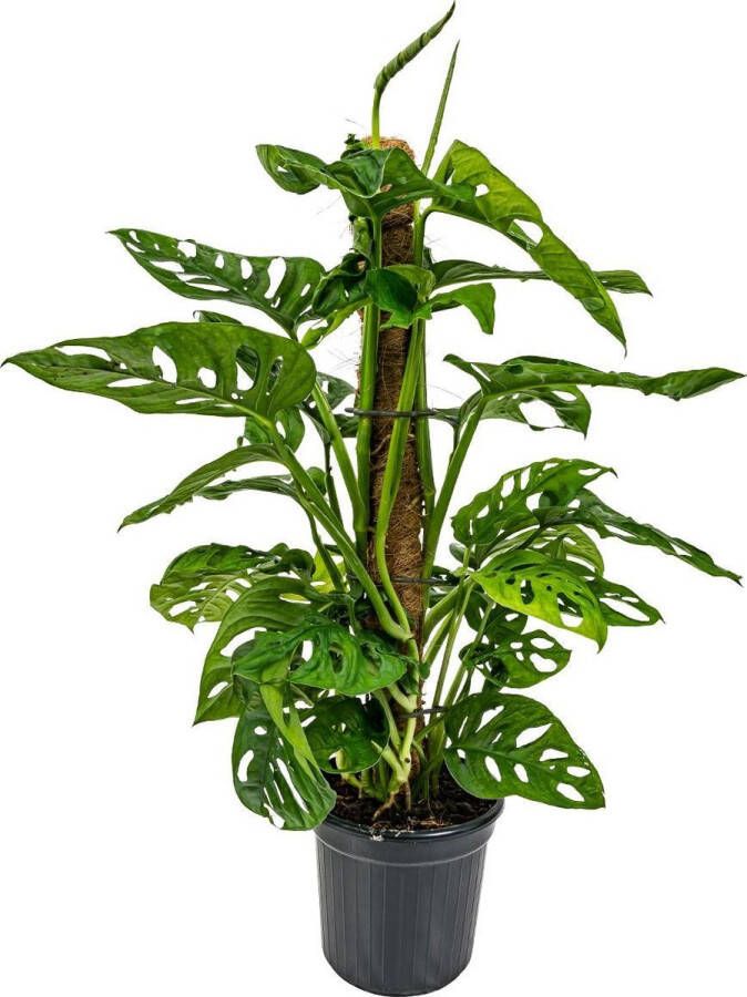 Bloomique Gatenplant | Monstera 'Monkey Leaf' Mosstok per stuk Kamerplant in kwekerspot ⌀17 cm ↕65 cm
