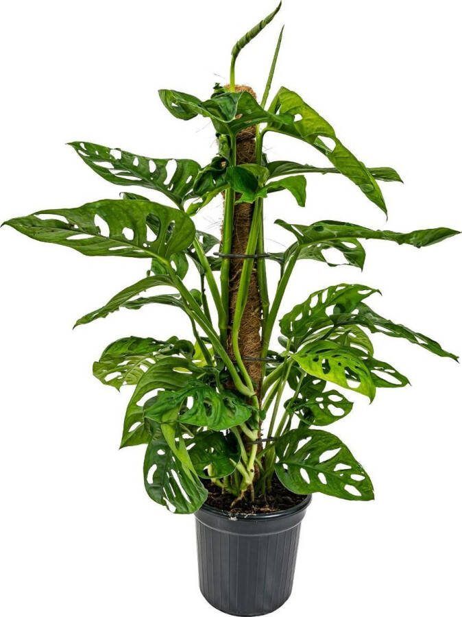 Bloomique Monstera 'Monkey Leaf' mosstok Gatenplant Kamerplant Luchtzuiverend ⌀17 cm 75-80 cm