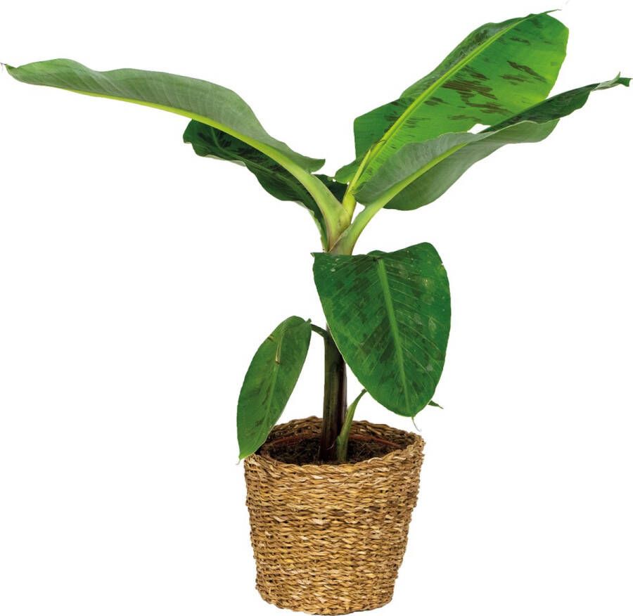 Bloomique Musa Cavendish Incl. Zeegras Mand Bananenplant Luchtzuiverend ⌀21 cm 90-100 cm