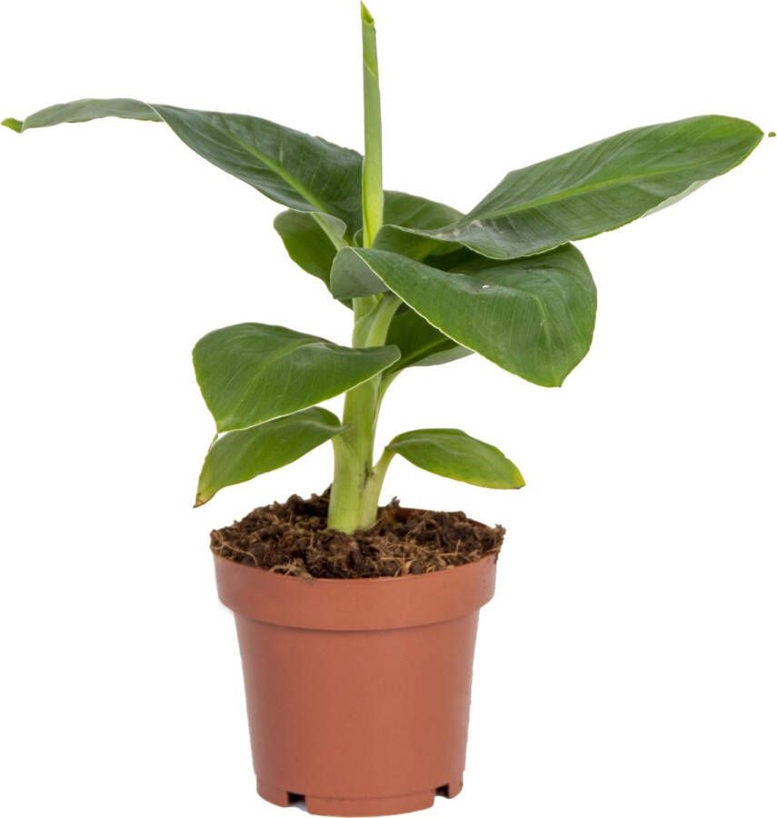 Bloomique Musa 'Oriental Dwarf'| Bananenplant Kamerplant in kwekerspot 12 cm 25-35 cm