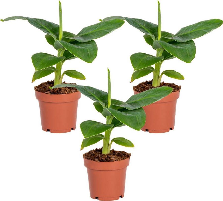 Bloomique Musa 'Oriental Dwarf'| Bananenplant per 3 stuks Kamerplant in kwekerspot 12 cm 25-35 cm