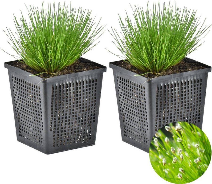 Bloomique Naaldgras | Scirpus 'Cernuus' 2x Vijverplant & zuurstofplant in kwekerspot ⌀11 cm ↕15 cm