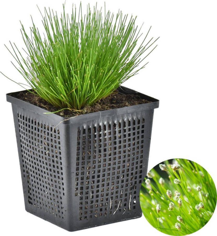 Bloomique Naaldgras Scirpus 'Cernuus' Vijverplant & zuurstofplant in kwekerspot ⌀11 cm ↕15 cm