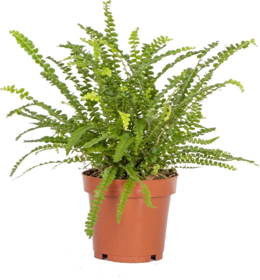 Bloomique Nephrolepis 'Duffi' | Krulvaren Kamerplant in kwekerspot ⌀12 cm ↕15-25 cm