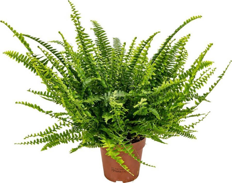 Bloomique Nephrolepis Krulvaren Kamerplant Luchtzuiverende plant voor binnen ⌀12 cm 20-30 cm