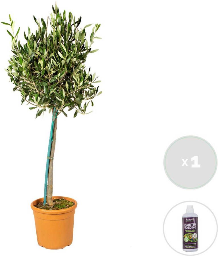 Bloomique Olea Europaea incl. PlantGrow voeding – Olijfboom op stam – Boom – Winterhard ⌀19 cm 80-90 cm