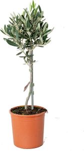 Bloomique Olijfboom op stam | Olea Europaea Buitenplant in kwekerspot ⌀14 cm ↕40-50 cm