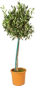 Bloomique Olijfboom op stam Olea Europaea per stuk Buitenplant in kwekerspot ⌀19 cm Hoogte ↕80-90 cm