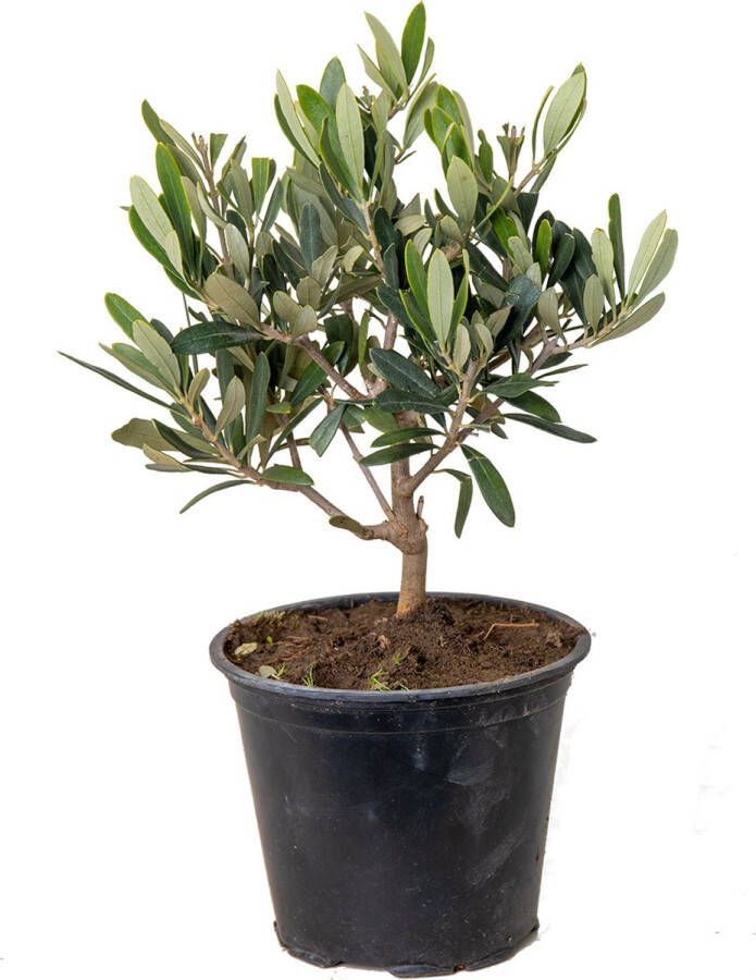 Bloomique Olea Europaea – Olijfboom Struik – Boom – Winterhard ⌀14 Cm ↕20-30 Cm