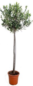 Bloomique Olijfboom op stam | Olea Europaea Buitenplant in kwekerspot ⌀21 cm ↕100-110 cm