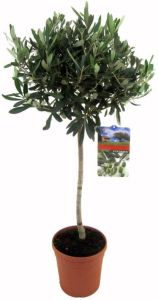 Bloomique 2x Olea Europaea incl. PlantGrow voeding – Olijfboom op stam – Boom – Winterhard ⌀19 cm -80-90 cm