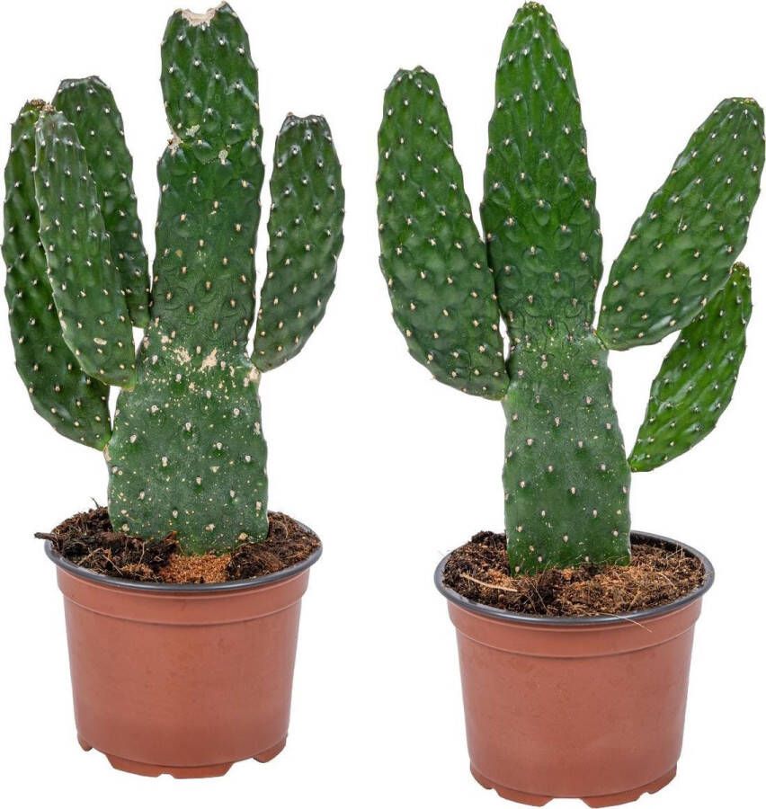 Bloomique Opuntia 'Rubescens' | Road Kill Cactus per 2 stuks Kamerplant in kwekerspot ⌀12 cm ↕30 cm