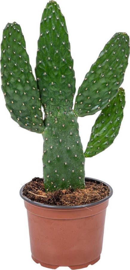 Bloomique Opuntia 'Rubescens' | Road Kill Cactus per stuk Kamerplant in kwekerspot ⌀12 cm ↕30 cm