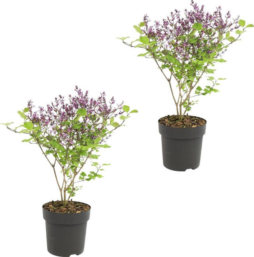 Bloomique Paars | Syringa 'Bloomerang Dark Purple' 2 stuks Buitenplant ⌀13 cm ↕25-30 cm