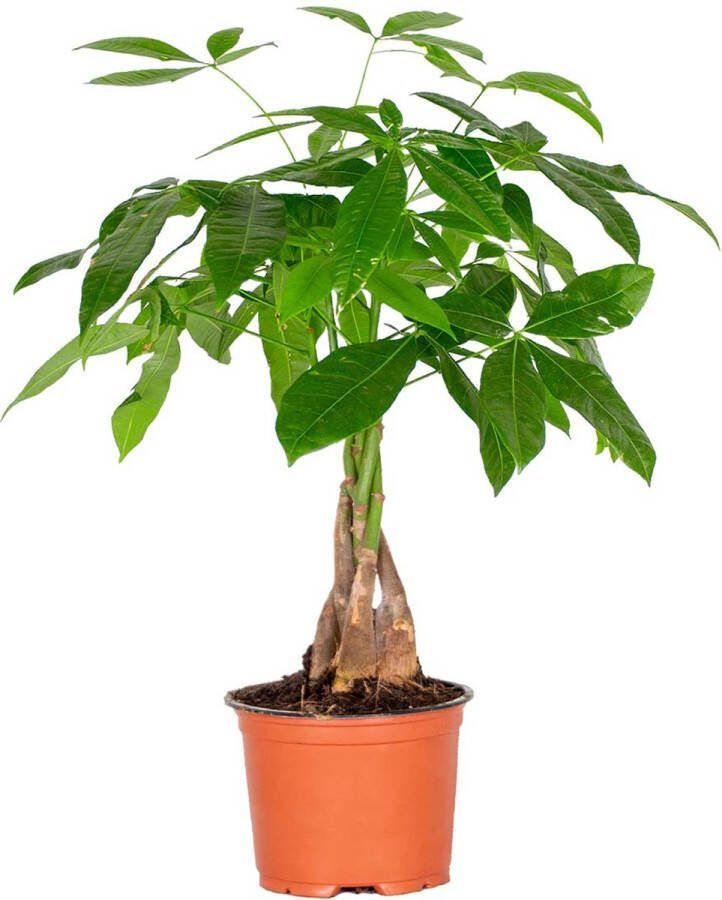 Bloomique Pachira Aquatica Geldboom Kamerplant Onderhoudsvriendelijk ⌀12 cm 25-35 cm