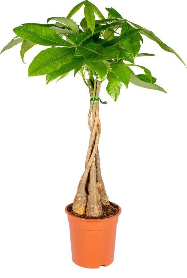 Bloomique Pachira Aquatica Geldboom Watercacao Kamerplanten Luchtzuiverend Gemakkelijk in onderhoud 75-85 cm Hoog Pot 19cm