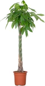 Bloomique Pachira Aquatica Geldboom Kamerplant Onderhoudsvriendelijk ⌀27 cm 130-140 cm