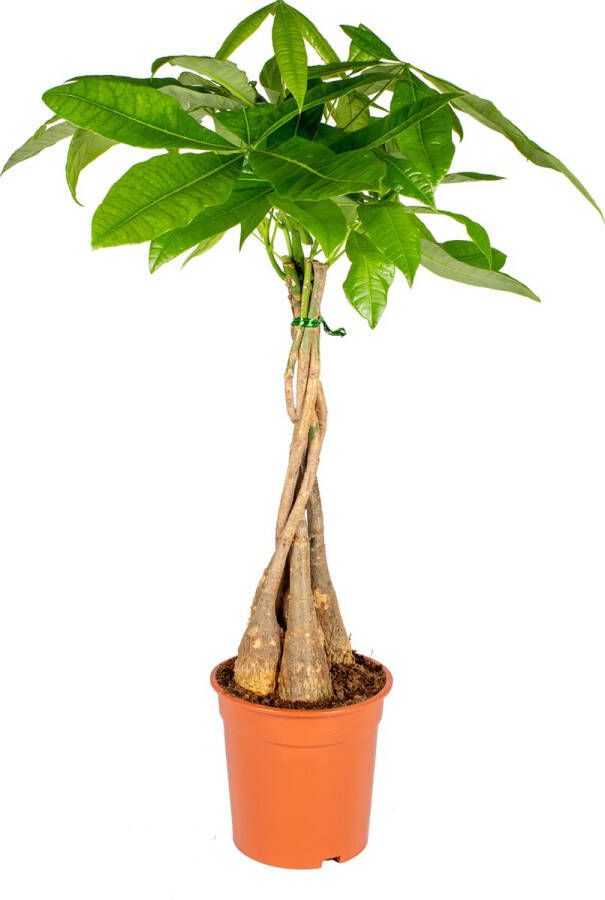 Bloomique Pachira Aquatica Geldboom Watercacao Kamerplanten Luchtzuiverend Gemakkelijk in onderhoud 75-85 cm Hoog Pot 19cm