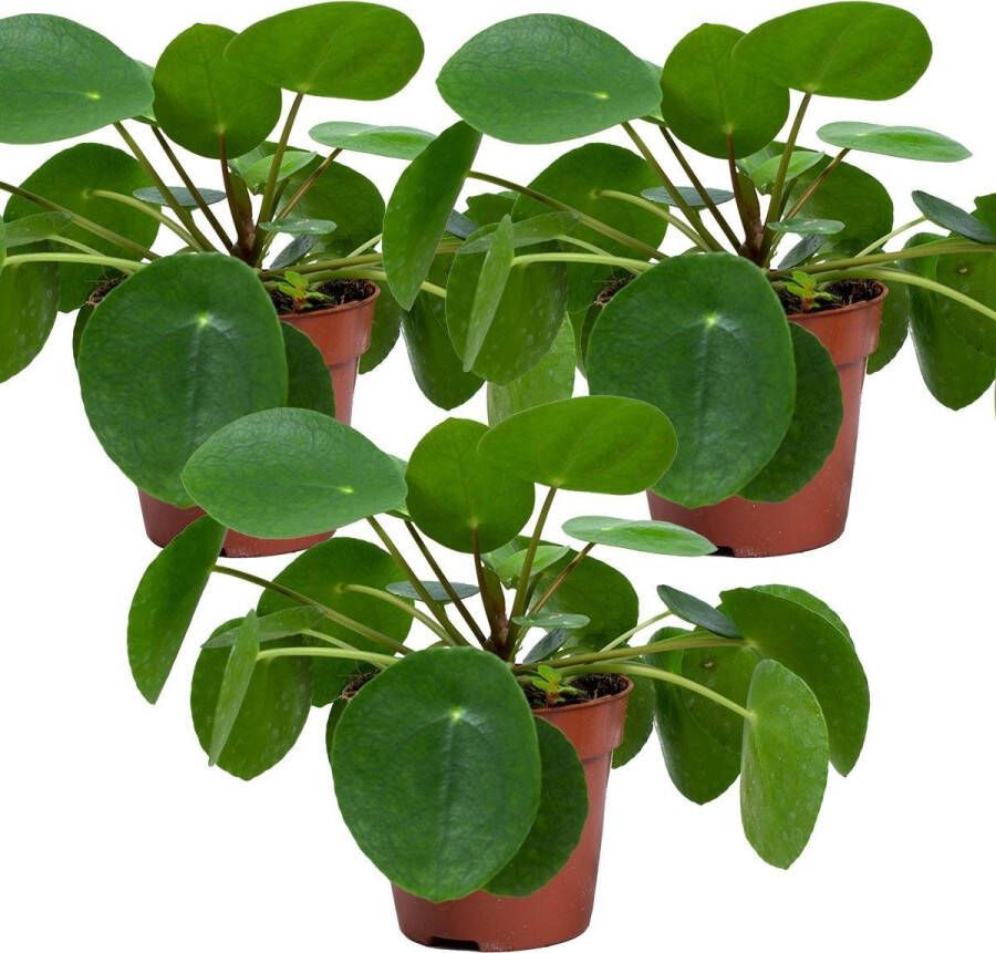 Bloomique Pannenkoekplant | Pilea 'Peperomioides' per 3 stuks Kamerplant in kwekerspot ⌀10 5 cm ↕10-15 cm