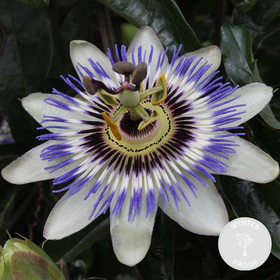 Bloomique Passiflora caerulea – Passiebloem – Klimplant – Winterhard ⌀15 cm 60-70 cm