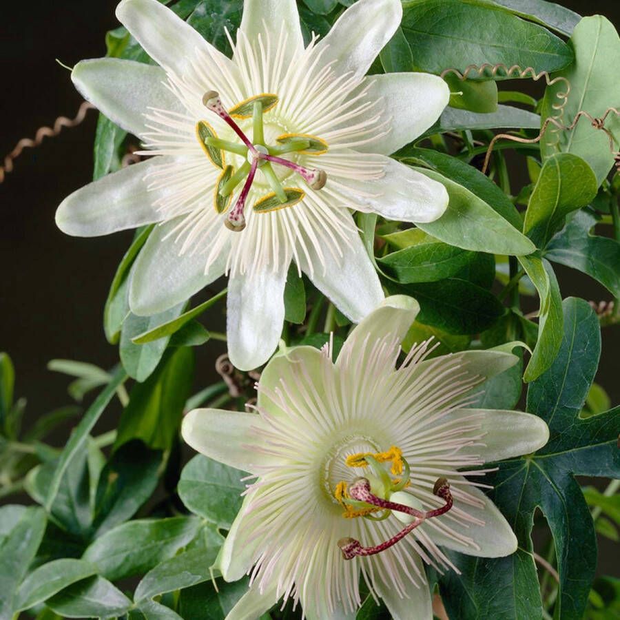 Bloomique Passiflora Elliot – Passiebloem – Klimplant – Onderhoudsvriendelijk ⌀15 cm 60-70 cm