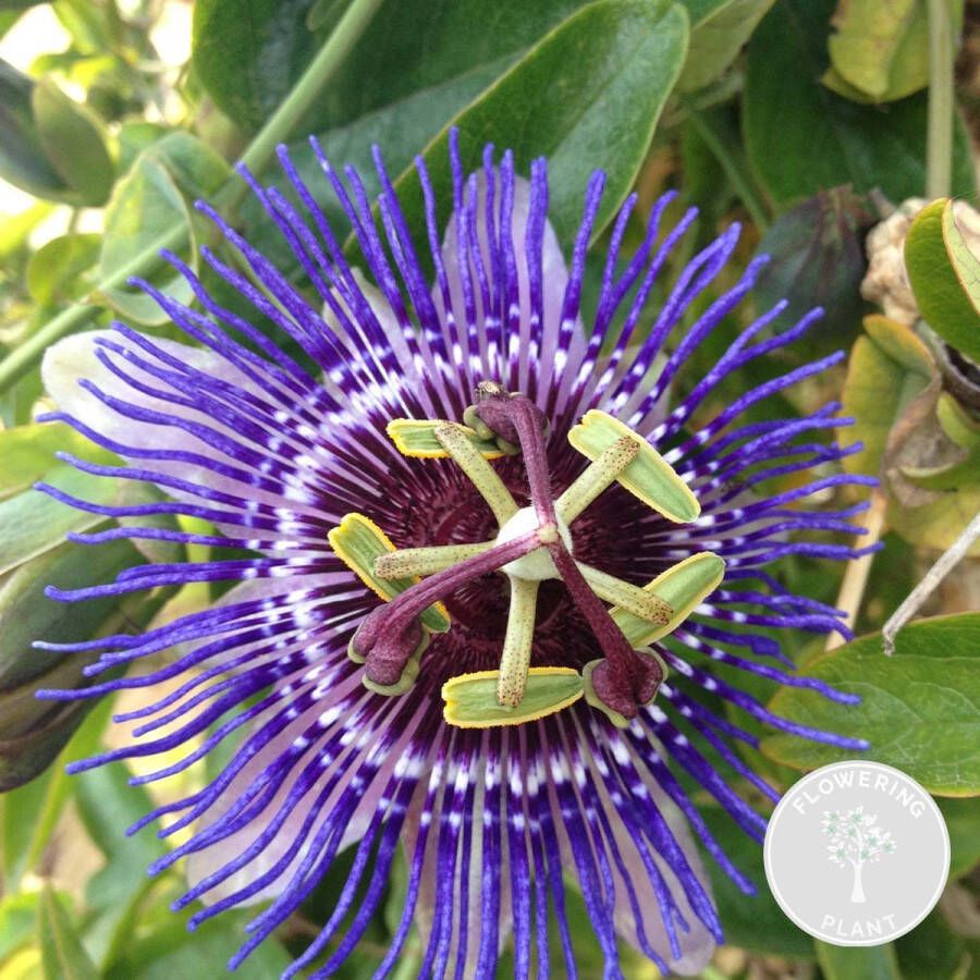 Bloomique Passiflora 'Purple Haze' – Passiebloem – Klimplant – Onderhoudsvriendelijk -⌀15 cm 60-70 cm