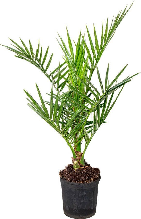Bloomique Phoenix Canariensis Canarische Dadelpalm Palm Winterhard ⌀15 Cm ↕50-70 Cm