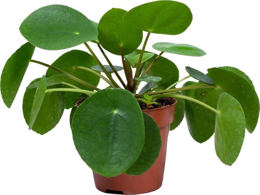 Bloomique Pannenkoekplant | Pilea 'Peperomioides' per stuk Kamerplant in kwekerspot ⌀10 5 cm ↕10-15 cm