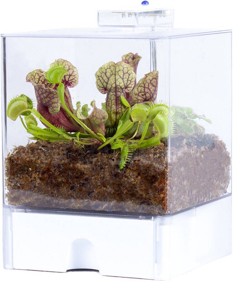 Bloomique Plantenterrarium Bye Fly – Vleesetende planten – Onderhoudsvriendelijk – 23 cm