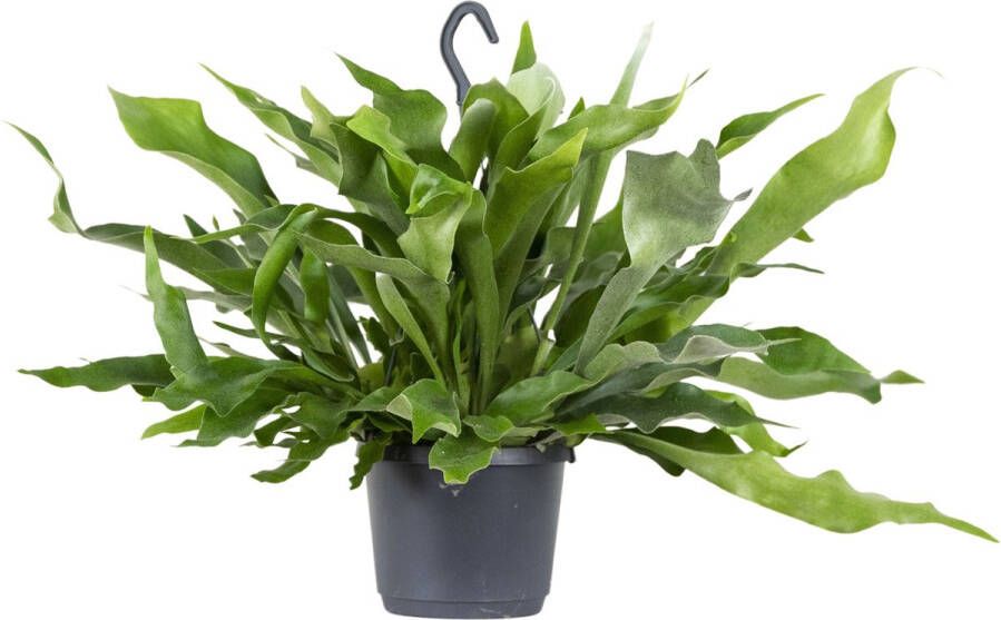 Bloomique Platycerium Bifurcatum – Herftshoornvaren – Hangplant – Luchtzuiverend – ⌀17 cm 30-40 cm