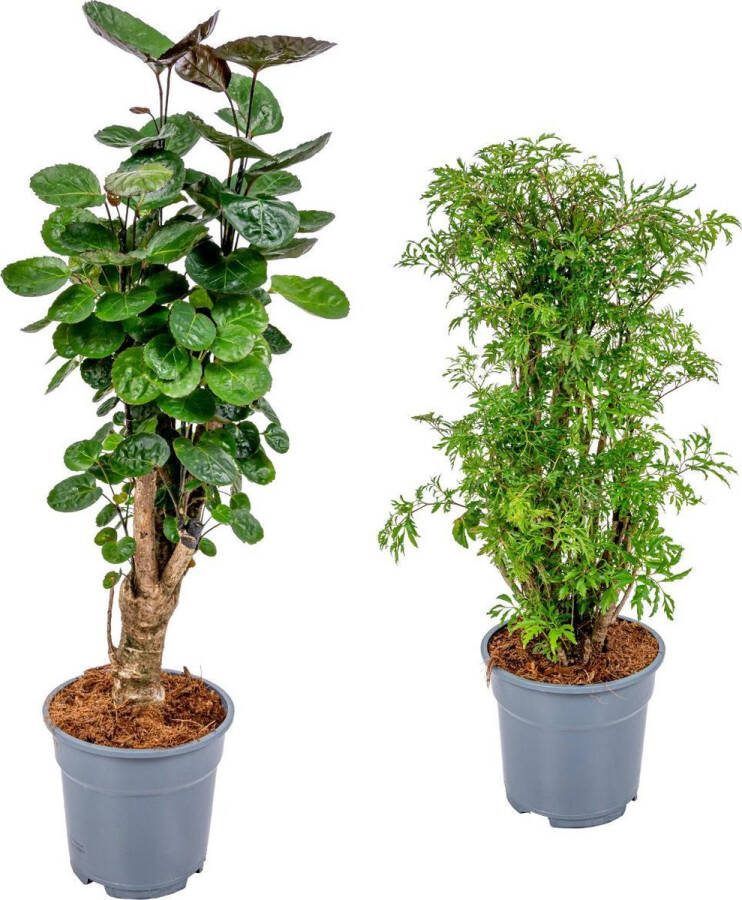 Bloomique Polyscias 'Mix' per 2 stuks | Sterke tropische kamerplant in kwekerspot ⌀17 cm ↕60 cm