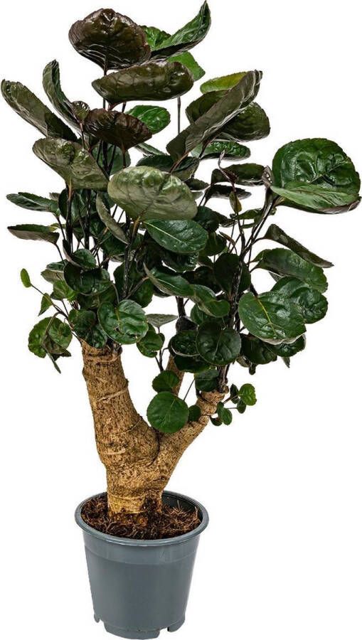 Bloomique Polyscias 'Fabian per stuk Sterke tropische kamerplant in kwekers pot ⌀12 cm ↕40 cm