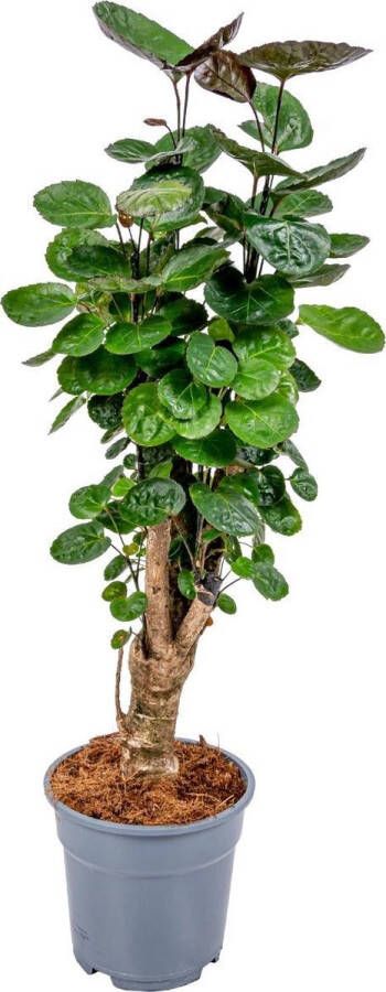 Bloomique Polyscias 'Fabian' per stuk | Sterke tropische kamerplant in kwekerspot ⌀17 cm ↕60 cm