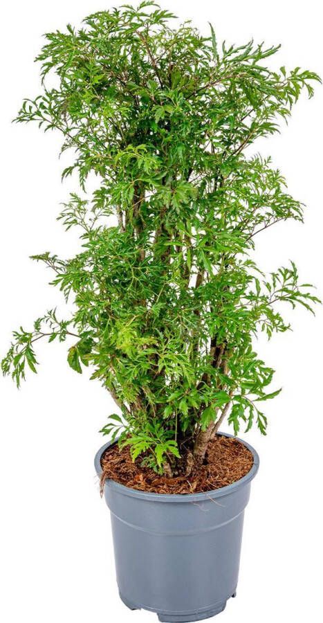 Bloomique Polyscias 'Fruticosa' per stuk | Sterke tropische kamerplant in kwekerspot ⌀17 cm Hoogte ↕60 cm