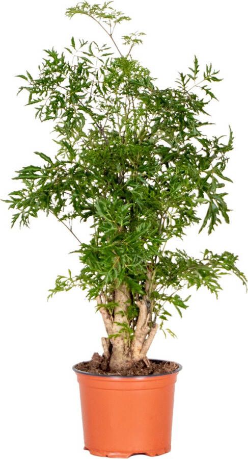 Bloomique Polyscias Ming Aralia Kamerplant Bijzonder ⌀12 cm ↕ 30-40 cm