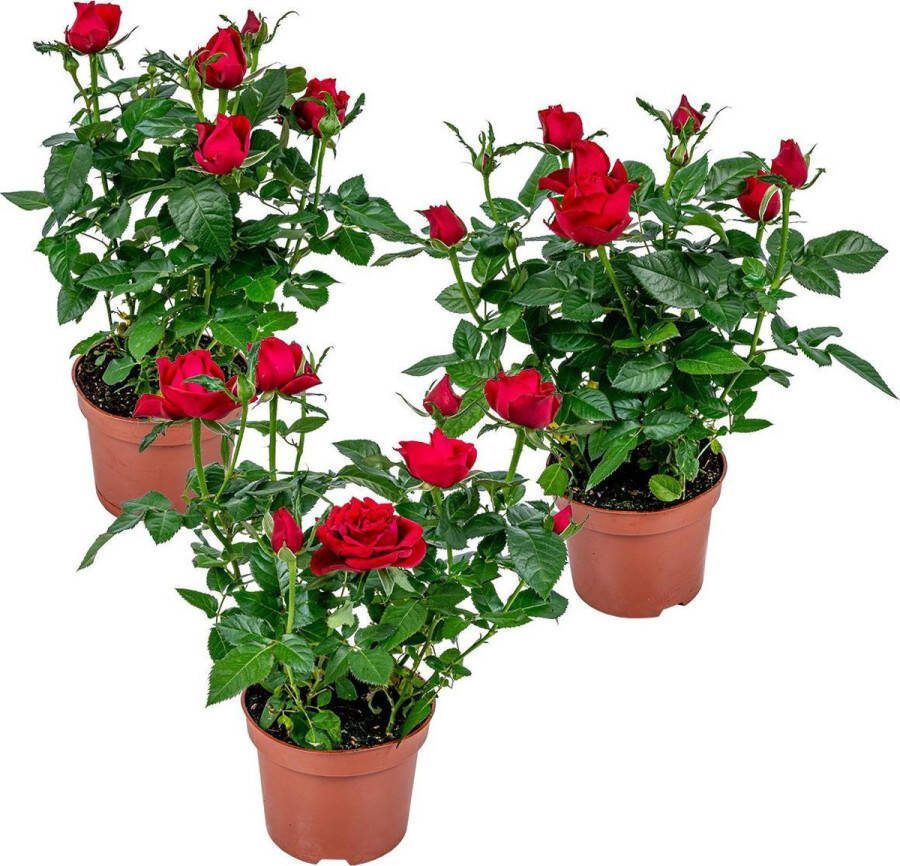 Bloomique Potroos Rood Rosa Set van 3 Kamerplant Onderhoudsvriendelijke plant voor binnen ⌀12 cm 20-30cm