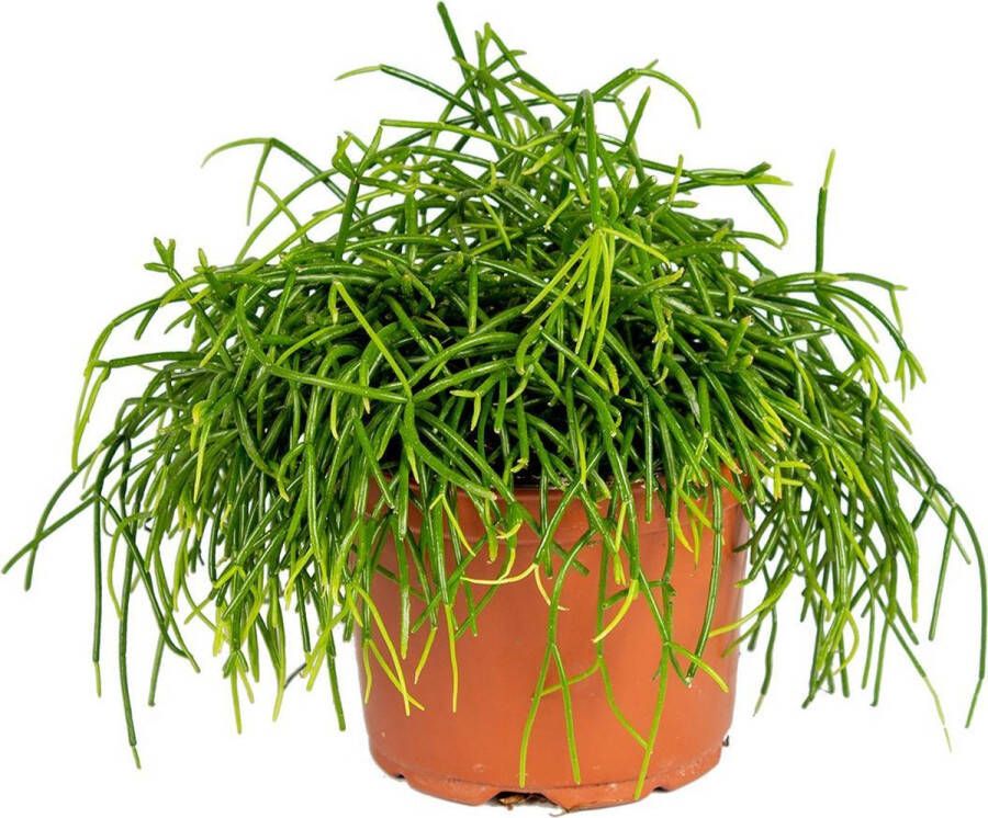 Bloomique Rhipsalis baccifera 'Oasis' | Koraalcactus Kamerplant in kwekerspot ⌀10 5 cm 10-15cm