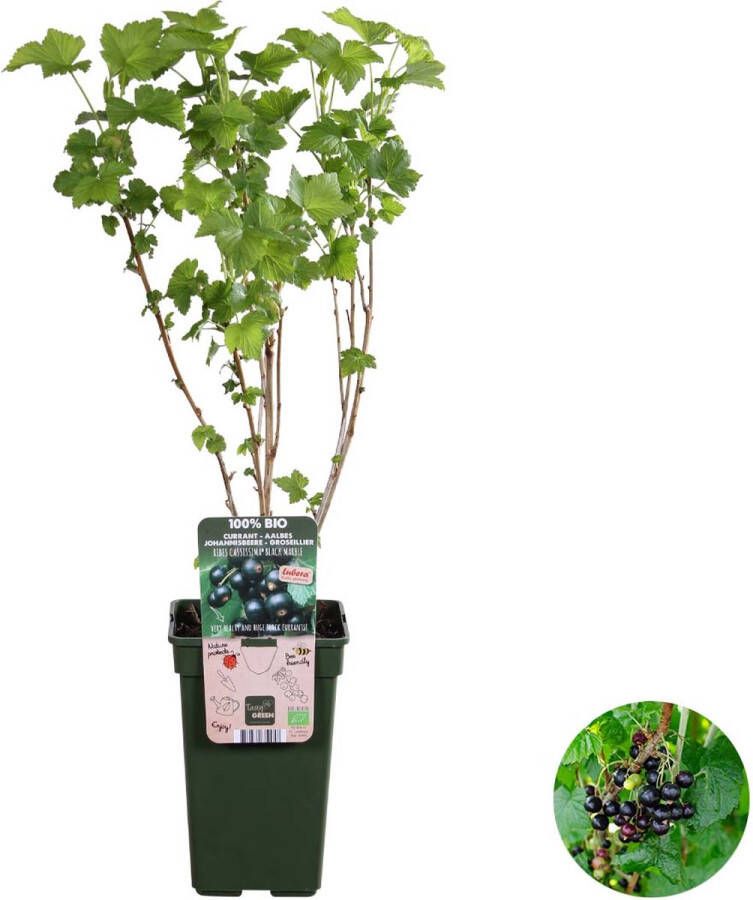 Bloomique Ribes nigrum `Black Marble – Aalbes – Fruitboom – Onderhoudsvriendelijk ⌀19 cm 45-55 cm