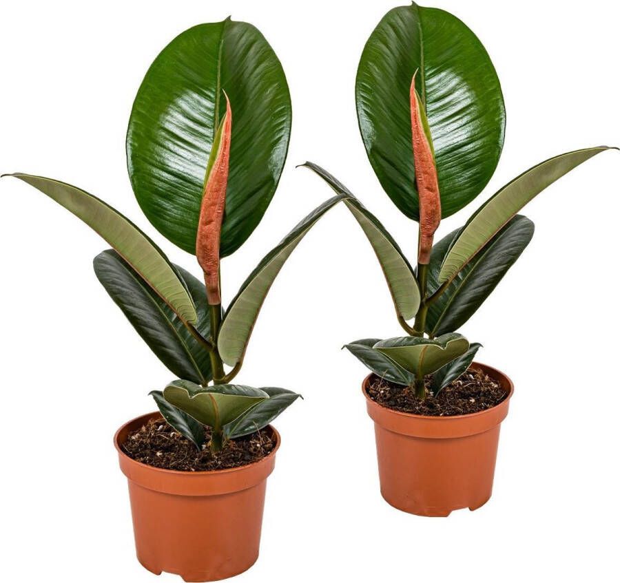 Bloomique Rubberboom | Ficus 'Robusta' per 2 stuks Kamerplant in kwekerspot ⌀12 cm ↕35 cm